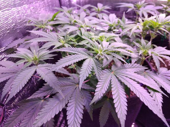 Der Klassiker !. Week 10