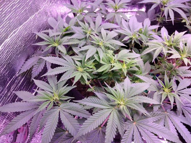 Der Klassiker !. Week 10