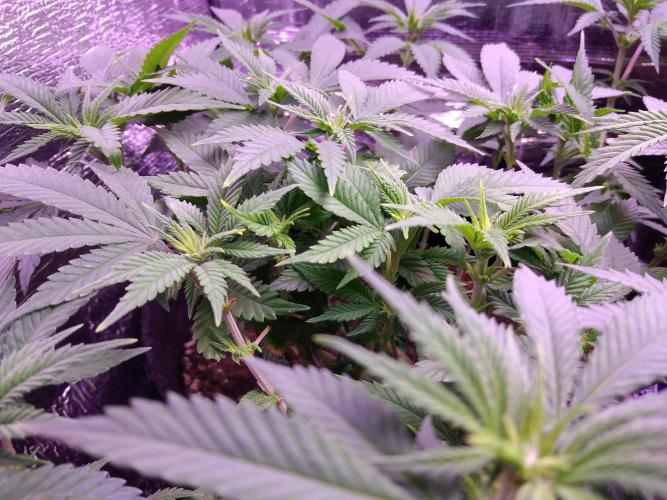 Der Klassiker !. Week 10