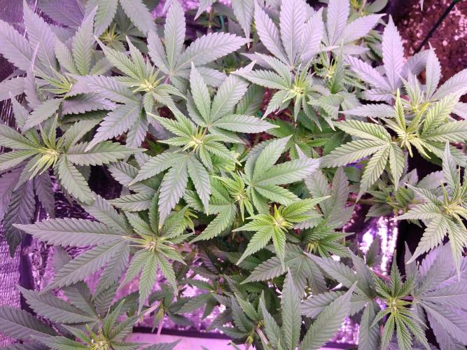 Der Klassiker !. Week 10