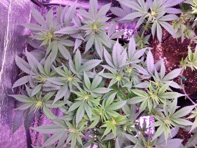 Der Klassiker !. Week 10