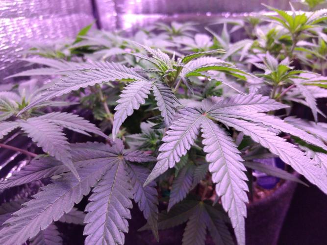 Der Klassiker !. Week 10