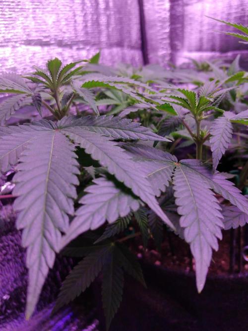 Der Klassiker !. Week 10