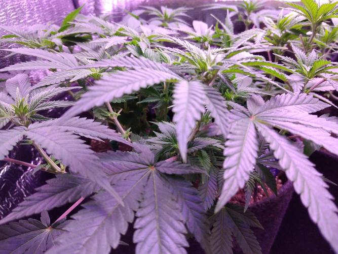 Der Klassiker !. Week 10