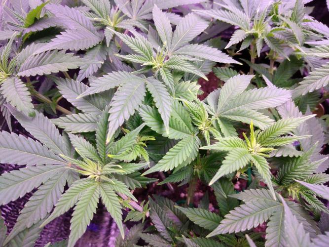 Der Klassiker !. Week 10