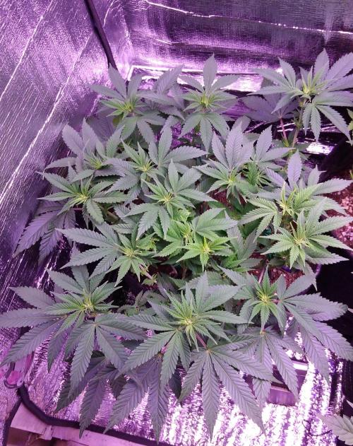 Der Klassiker !. Week 10