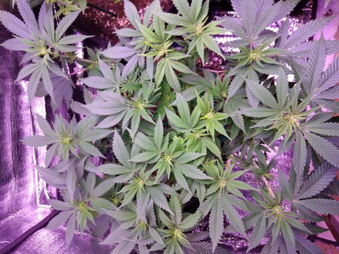 Der Klassiker !. Week 10