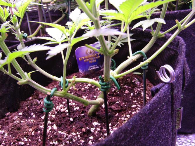 Eternity Grow Cup 2026. Week 6