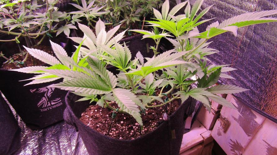 Eternity Grow Cup 2026. Week 6