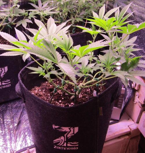 Eternity Grow Cup 2026. Week 6