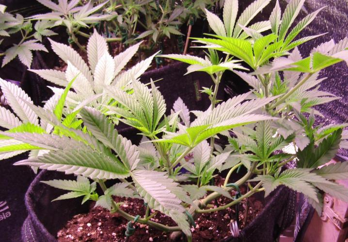 Eternity Grow Cup 2026. Week 6