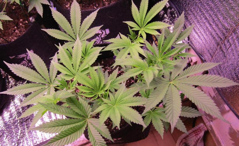 Eternity Grow Cup 2026. Week 6