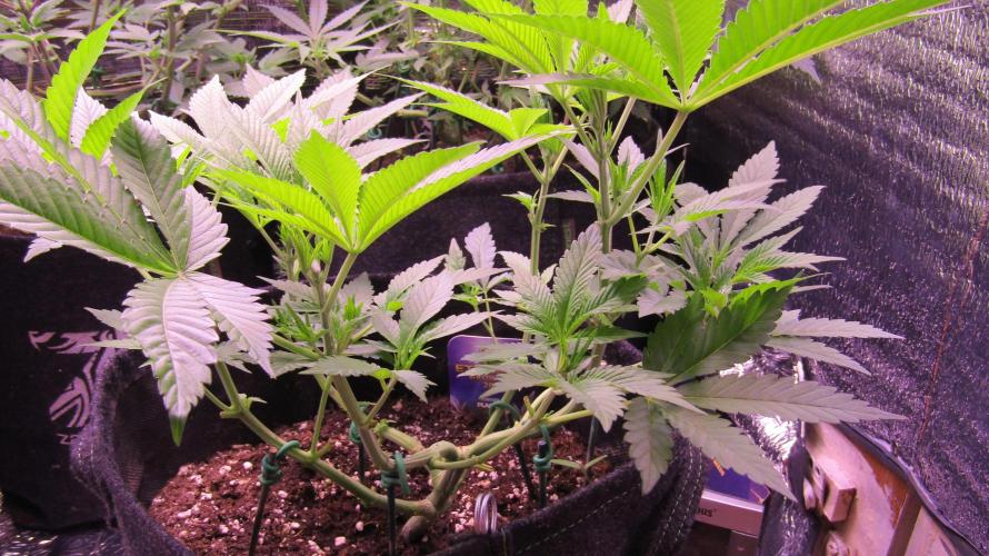 Eternity Grow Cup 2026. Week 6