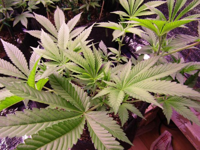 Eternity Grow Cup 2026. Week 6