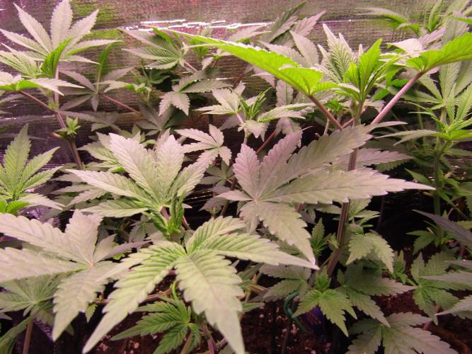 Eternity Grow Cup 2026. Week 6