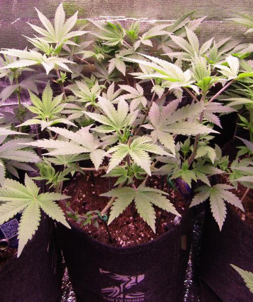 Eternity Grow Cup 2026. Week 6