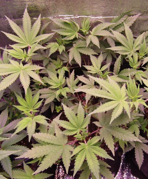 Eternity Grow Cup 2026. Week 6