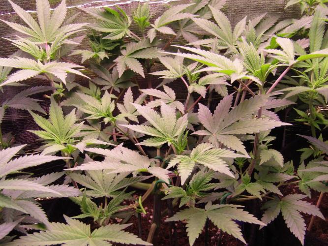 Eternity Grow Cup 2026. Week 6