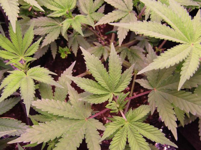 Eternity Grow Cup 2026. Week 6