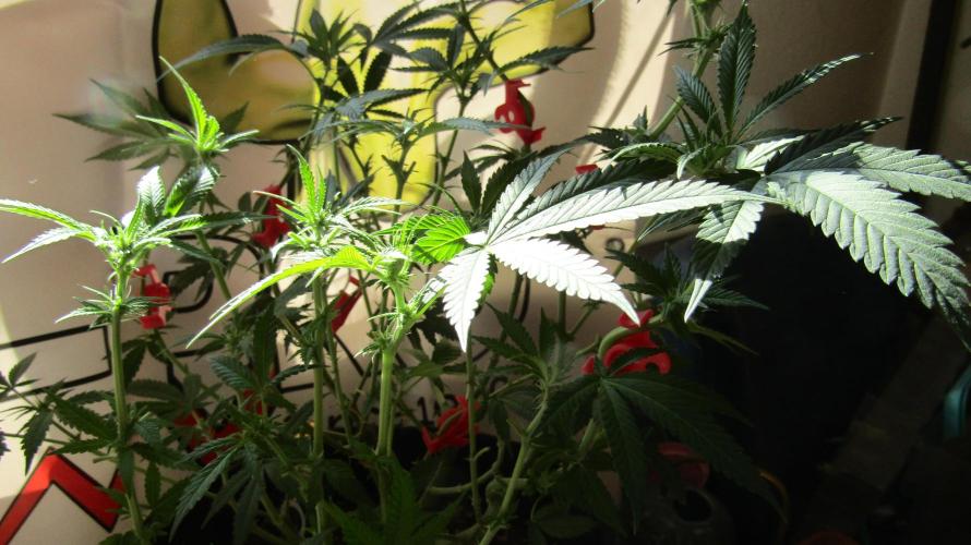 Crackers von Super Strains. Week 11