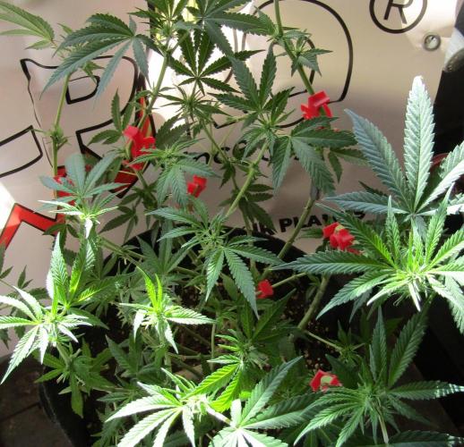 Crackers von Super Strains. Week 11