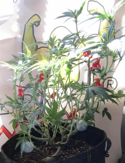 Crackers von Super Strains. Week 11