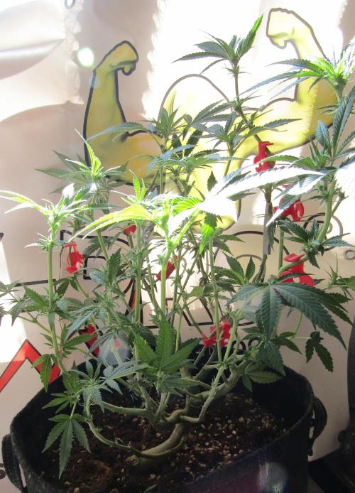 Crackers von Super Strains. Week 11
