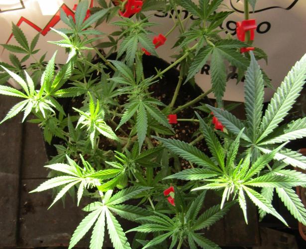 Crackers von Super Strains. Week 11