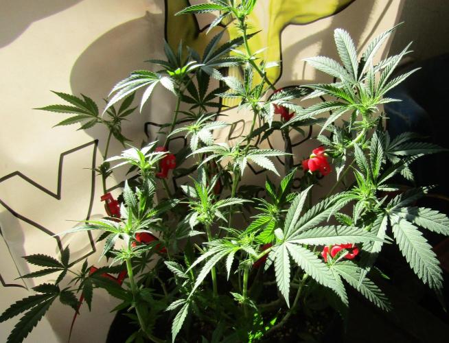Crackers von Super Strains. Week 11