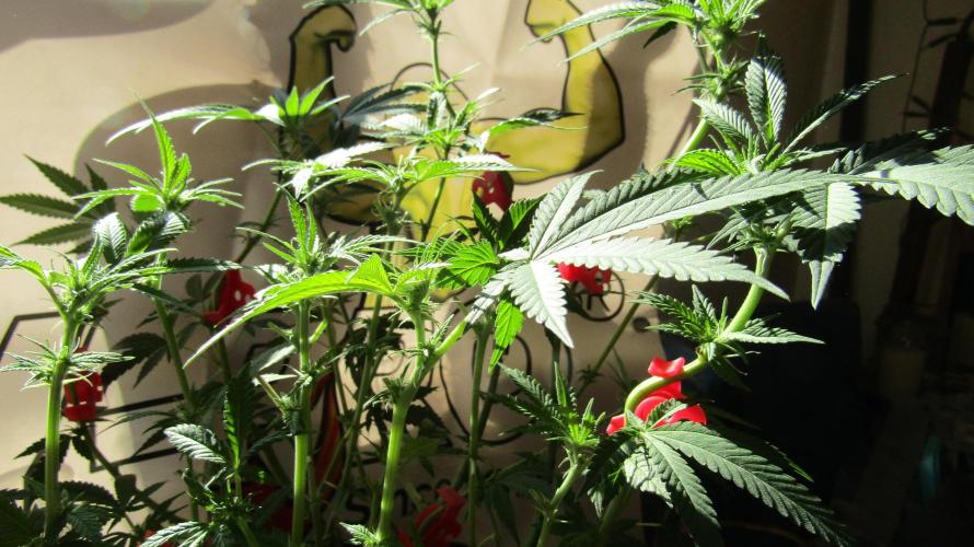 Crackers von Super Strains. Week 11