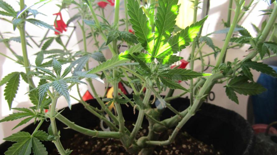 Crackers von Super Strains. Week 11