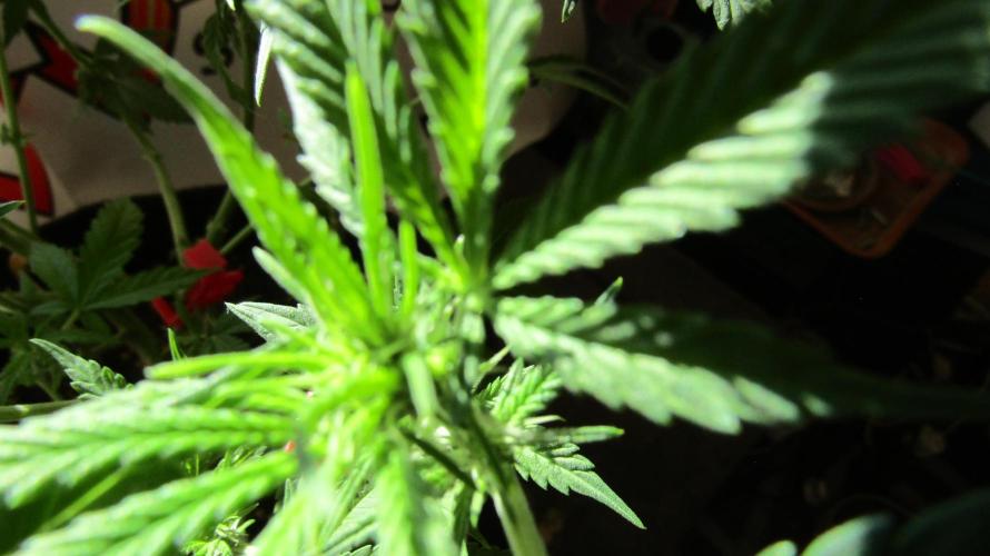 Crackers von Super Strains. Week 11