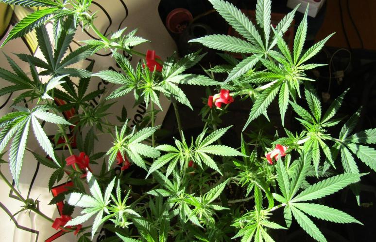 Crackers von Super Strains. Week 11
