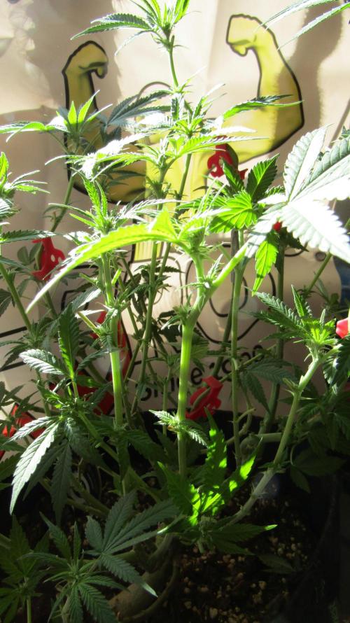 Crackers von Super Strains. Week 11