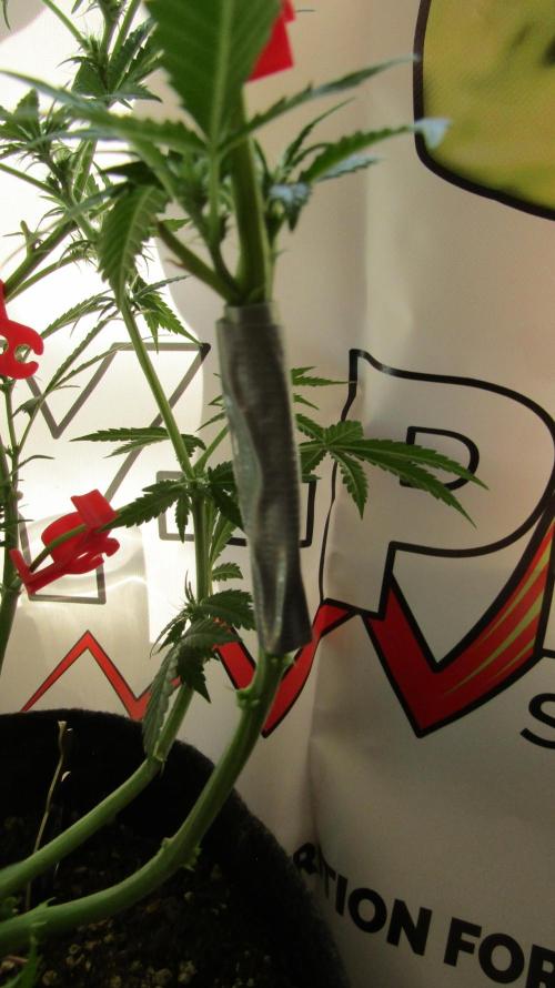 Crackers von Super Strains. Week 11
