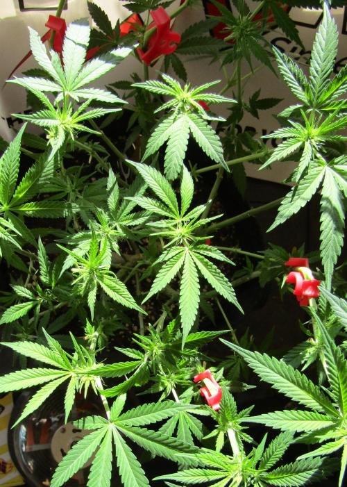 Crackers von Super Strains. Week 11
