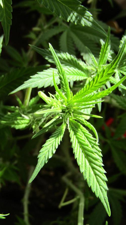 Crackers von Super Strains. Week 11