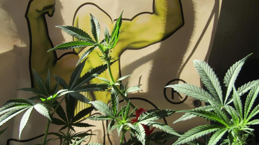 Crackers von Super Strains. Week 11