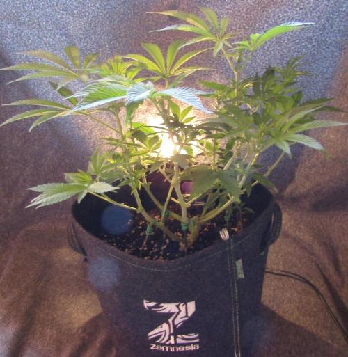Eternity Grow Cup 2026. Week 7