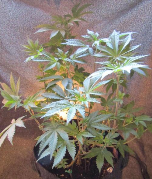 Eternity Grow Cup 2026. Week 7