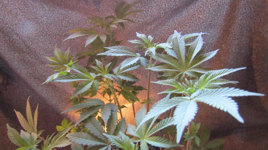 Eternity Grow Cup 2026. Week 7