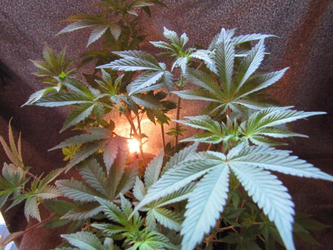 Eternity Grow Cup 2026. Week 7
