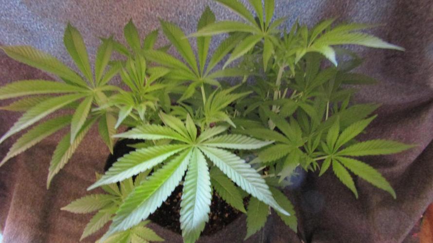 Eternity Grow Cup 2026. Week 7