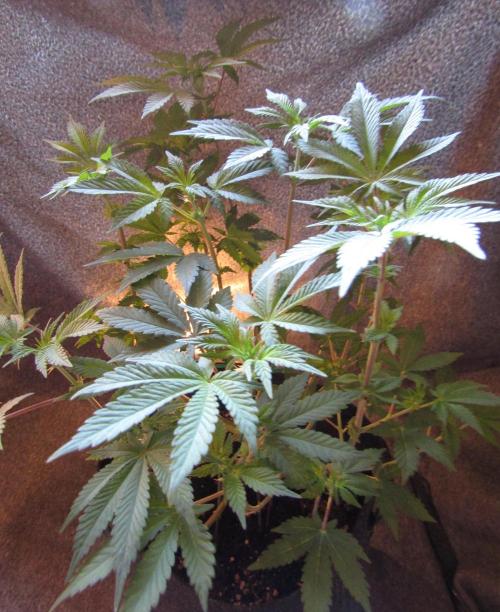 Eternity Grow Cup 2026. Week 7