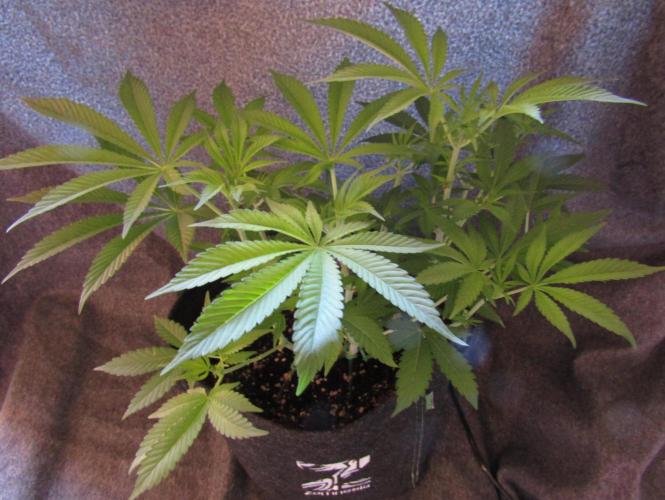 Eternity Grow Cup 2026. Week 7