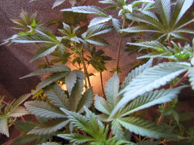 Eternity Grow Cup 2026. Week 7