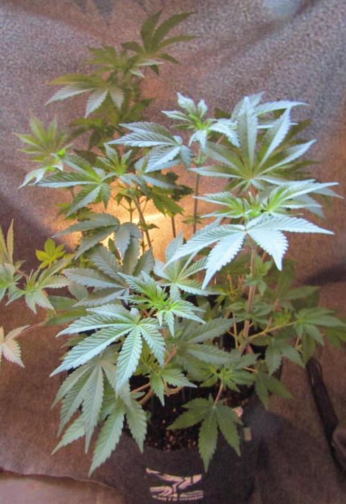 Eternity Grow Cup 2026. Week 7