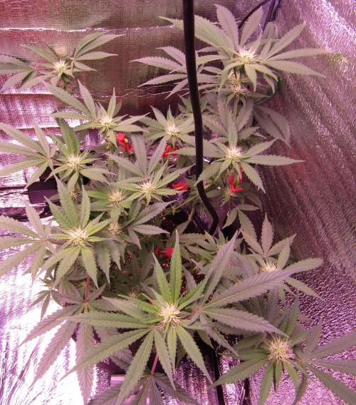Crackers von Super Strains. Week 12
