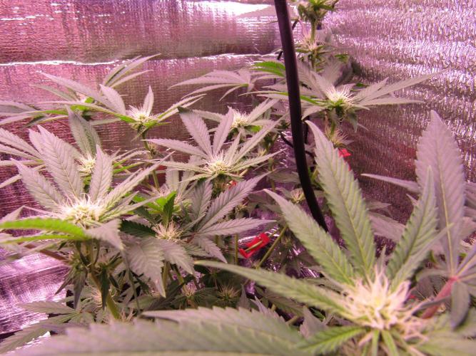 Crackers von Super Strains. Week 12
