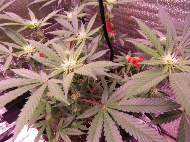 Crackers von Super Strains. Week 12